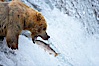 Alaskan brown bear catching a jumping salmon, Brooks Falls. Brooks River, Katmai National Park, Alaska, USA. Image #17031