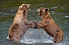 Two mature brown bears fight to establish hierarchy and fishing rights. Brooks River, Katmai National Park, Alaska, USA. Image #17036