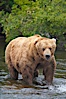 A large, old brown bear (grizzly bear) wades across Brooks River. Coastal and near-coastal brown bears in Alaska can live to 25 years of age, weigh up to 1400 lbs and stand over 9 feet tall. Brooks River, Katmai National Park, Alaska, USA. Image #17039