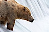 Brown bear waits for salmon at Brooks Falls. Blurring of the water is caused by a long shutter speed. Brooks River. Brooks River, Katmai National Park, Alaska, USA. Image #17047