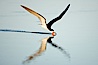 Black skimmer forages by flying over shallow water with its lower mandible dipping below the surface for small fish. San Diego Bay National Wildlife Refuge, San Diego, California, USA. Image #17418
