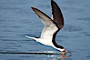 Black skimmer forages by flying over shallow water with its lower mandible dipping below the surface for small fish. San Diego Bay National Wildlife Refuge, San Diego, California, USA. Image #17419