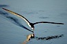 Black skimmer forages by flying over shallow water with its lower mandible dipping below the surface for small fish. San Diego Bay National Wildlife Refuge, San Diego, California, USA. Image #17420