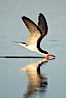 Black skimmer forages by flying over shallow water with its lower mandible dipping below the surface for small fish. San Diego Bay National Wildlife Refuge, San Diego, California, USA. Image #17421