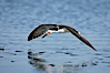 Black skimmer forages by flying over shallow water with its lower mandible dipping below the surface for small fish. San Diego Bay National Wildlife Refuge, San Diego, California, USA. Image #17422