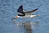 Black skimmer forages by flying over shallow water with its lower mandible dipping below the surface for small fish. San Diego Bay National Wildlife Refuge, San Diego, California, USA. Image #17423