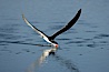 Black skimmer forages by flying over shallow water with its lower mandible dipping below the surface for small fish. San Diego Bay National Wildlife Refuge, San Diego, California, USA. Image #17424