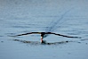 Black skimmer forages by flying over shallow water with its lower mandible dipping below the surface for small fish. San Diego Bay National Wildlife Refuge, San Diego, California, USA. Image #17425