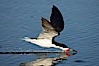 Black skimmer forages by flying over shallow water with its lower mandible dipping below the surface for small fish. San Diego Bay National Wildlife Refuge, San Diego, California, USA. Image #17426