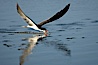 Black skimmer forages by flying over shallow water with its lower mandible dipping below the surface for small fish. San Diego Bay National Wildlife Refuge, San Diego, California, USA. Image #17428