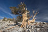 Bristlecone pine displays its characteristic gnarled, twisted form as it rises above the arid, dolomite-rich slopes of the White Mountains at 11000-foot elevation. Patriarch Grove, Ancient Bristlecone Pine Forest. White Mountains, Inyo National Forest, California, USA. Image #17475