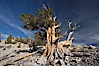Bristlecone pine displays its characteristic gnarled, twisted form as it rises above the arid, dolomite-rich slopes of the White Mountains at 11000-foot elevation. Patriarch Grove, Ancient Bristlecone Pine Forest. White Mountains, Inyo National Forest, California, USA. Image #17475