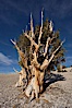 Bristlecone pine rising above the arid, dolomite-rich slopes of the White Mountains at 11000-foot elevation. Patriarch Grove, Ancient Bristlecone Pine Forest. White Mountains, Inyo National Forest, California, USA. Image #17476