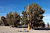 Bristlecone pines rising above the arid, dolomite-rich slopes of the White Mountains at 11000-foot elevation. Patriarch Grove, Ancient Bristlecone Pine Forest. White Mountains, Inyo National Forest, California, USA. Image #17478