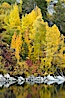 Aspen trees display Eastern Sierra fall colors, Lake Sabrina, Bishop Creek Canyon. Bishop Creek Canyon, Sierra Nevada Mountains, Bishop, California, USA. Image #17497