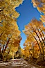 Aspen trees displaying fall colors rise above a High Sierra road near North Lake, Bishop Creek Canyon. Bishop Creek Canyon, Sierra Nevada Mountains, Bishop, California, USA. Image #17501