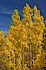 Aspen trees turn yellow and orange in early October, South Fork of Bishop Creek Canyon. Bishop Creek Canyon, Sierra Nevada Mountains, Bishop, California, USA. Image #17503