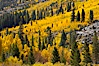 Aspen trees turn yellow and orange in early October, South Fork of Bishop Creek Canyon. Bishop Creek Canyon, Sierra Nevada Mountains, Bishop, California, USA. Image #17532