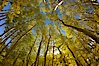 Aspen trees display Eastern Sierra fall colors, Lake Sabrina, Bishop Creek Canyon. Bishop Creek Canyon, Sierra Nevada Mountains, Bishop, California, USA. Image #17547