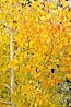 Aspen trees display Eastern Sierra fall colors, Lake Sabrina, Bishop Creek Canyon. Bishop Creek Canyon, Sierra Nevada Mountains, Bishop, California, USA. Image #17572