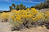 Rabbitbrush. White Mountains, Inyo National Forest, California, USA. Image #17604