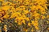 Rabbitbrush. White Mountains, Inyo National Forest, California, USA. Image #17605