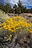 Rabbitbrush. White Mountains, Inyo National Forest, California, USA. Image #17607