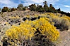 Rabbitbrush. White Mountains, Inyo National Forest, California, USA. Image #17608