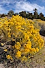 Rabbitbrush. White Mountains, Inyo National Forest, California, USA. Image #17609