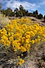 Rabbitbrush. White Mountains, Inyo National Forest, California, USA. Image #17610