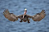 California brown pelican spreads its wings wide as it slows before landing on seacliffs. La Jolla, California, USA. Image #18228