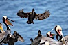Brandts cormorant spreads its wings wide as it slows before landing on seacliffs alongside California brown pelicans. La Jolla, California, USA. Image #18254