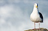 Western gull, surf. La Jolla, California, USA. Image #18289