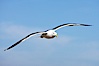 Western gull in flight. La Jolla, California, USA. Image #18290