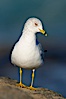 Ring-billed gull. La Jolla, California, USA. Image #18300