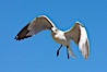 Ring-billed gull in flight. La Jolla, California, USA. Image #18301