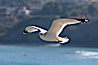 Ring-billed gull in flight. La Jolla, California, USA. Image #18302