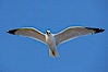 Ring-billed gull in flight. La Jolla, California, USA. Image #18303