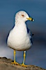 Ring-billed gull. La Jolla, California, USA. Image #18304