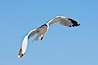 Ring-billed gull in flight. La Jolla, California, USA. Image #18305