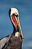 Brown pelican portrait showing distinctive winter mating plumage, bright red gular pouch and breeding plumage. La Jolla, California, USA. Image #18340