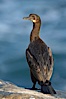 Brandts cormorant. La Jolla, California, USA. Image #18357