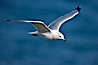 Ring-billed gull in flight. La Jolla, California, USA. Image #18385