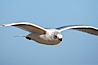 Ring-billed gull in flight. La Jolla, California, USA. Image #18386