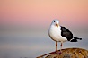 Western gull, early morning pink sky. La Jolla, California, USA. Image #18394