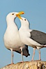 Western gulls, courtship behaviour. La Jolla, California, USA. Image #18397