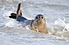 Pacific harbor seal, Childrens Pool. La Jolla, California, USA. Image #18431