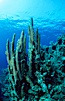 Pillar coral. Roatan, Honduras. Image #18503