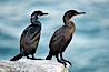 Brandt's cormorant. La Jolla, California, USA. Image #18550