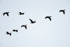 Cormorants flying. Batiquitos Lagoon, Carlsbad, California, USA. Image #18557